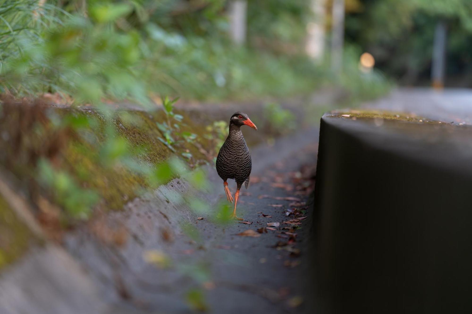 Ada Garden Hotel Okinawa Kunigami Kültér fotó