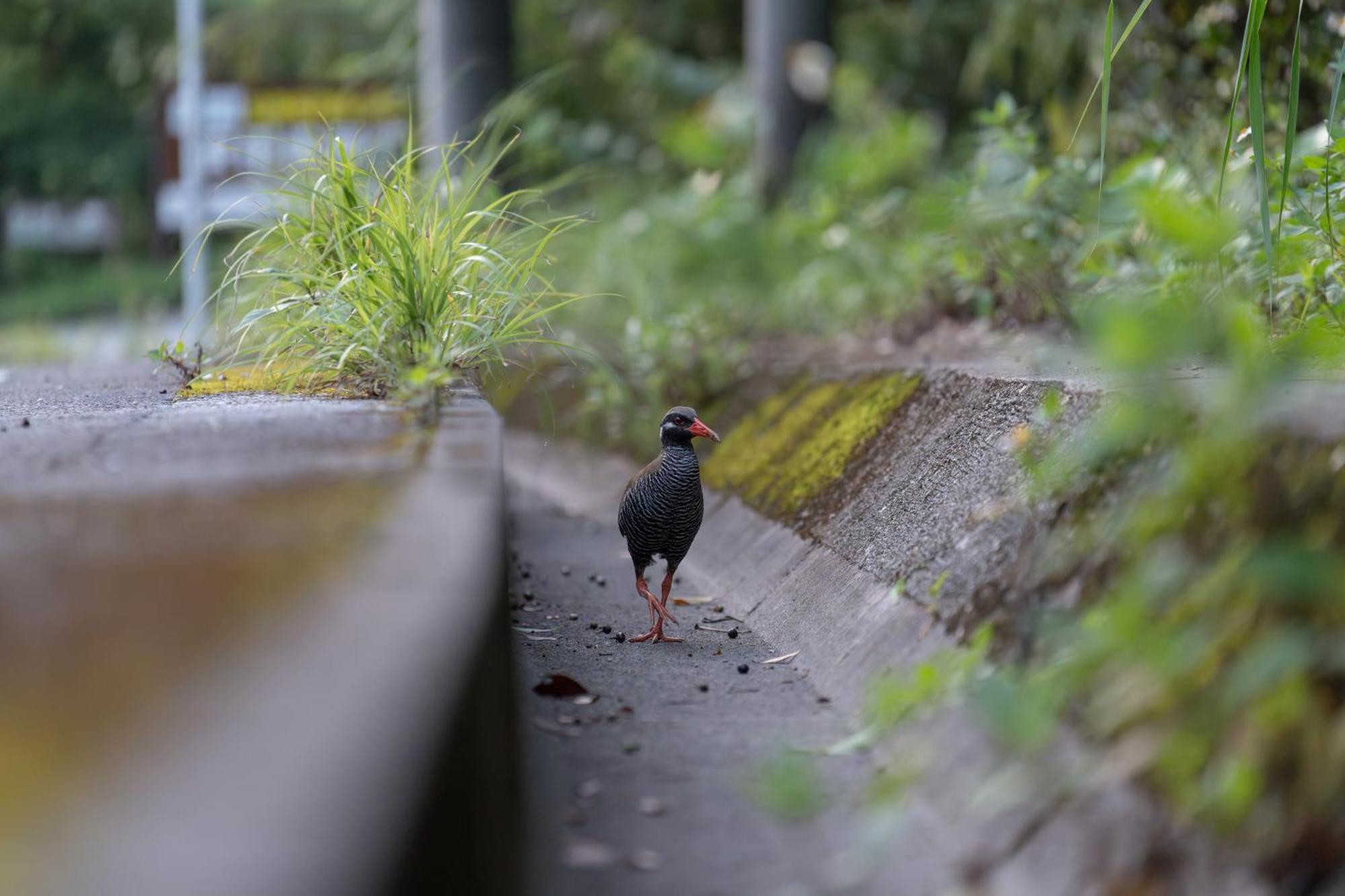 Ada Garden Hotel Okinawa Kunigami Kültér fotó